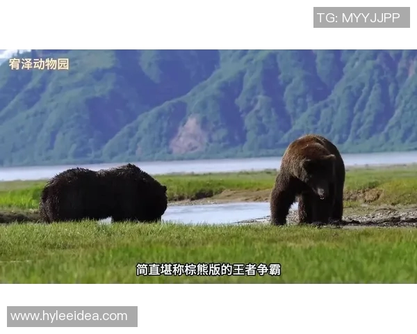 棕熊与狼的生存对决谁才是森林中的真正霸主